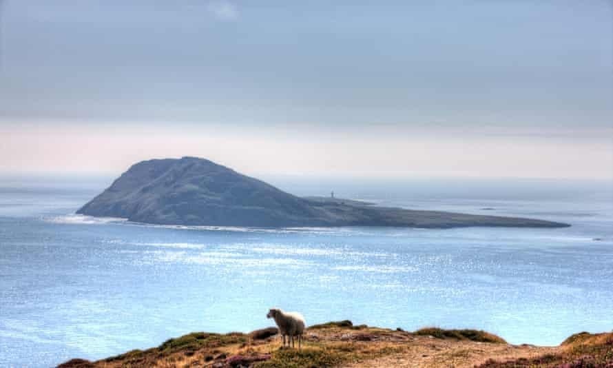 Solitary sheep on Welsh coastal headland overlooking Bardsey Island