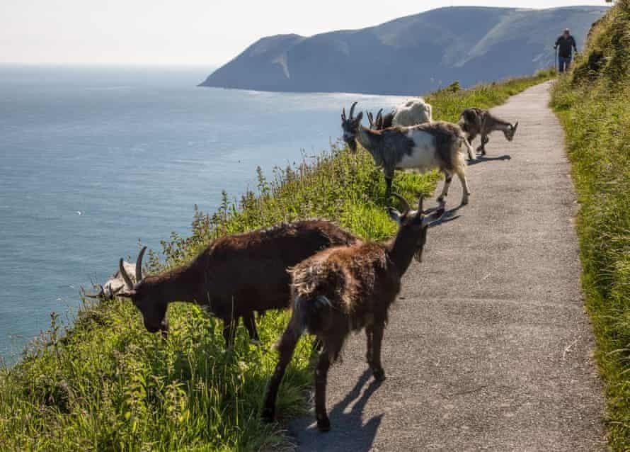 Feral goats on a hilltop path in Devon