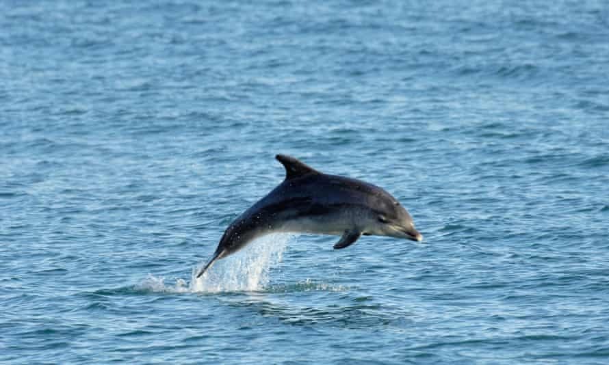 Bottlenose dolphin, UK